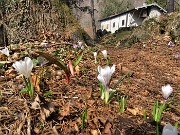 70 Crocus alla Ca' del Ceco